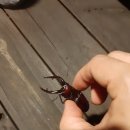 산마루 캠핑장 이미지