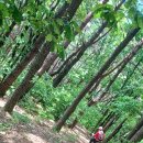 신화랑풍류숲길 이미지