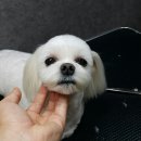 두산이네 애견샵 이미지