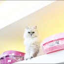 폴리파크 역삼점 네이버블로그
