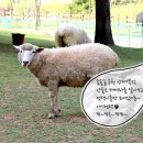 어룡목장 이미지