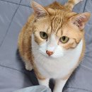 짱아헤어 | 짱아도 반한 펫스토리로얄 고다드 고양이 그레이비 간식캔 6종 세트 솔직 리뷰!