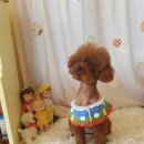 예쁘개 반려견미용샵 이미지