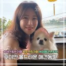 리틀애견타운 | 호이안 올드타운 애견동반 | 카페 2곳 | 가볼만한 여행 코스 추천