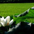 들꽃산장 이미지