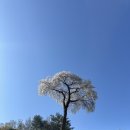 석정농장 | 전북 고창 벚꽃 드라이브 코스 추천 | 고창읍성·선운사·학원농장 당일치기 여행