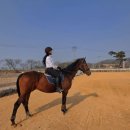 프리미어아레나승마클럽 | 야외마장 생긴 원주 프리미어아레나승마클럽