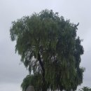 대마보건지소 이미지