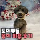 몽이애견미용 | 광주 신창동 애견미용, 처음 방문한 토이푸들 ‘몽이’ 미용 후기