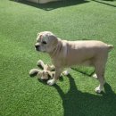 노블리스펜션 이미지