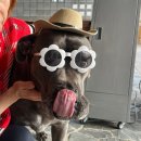 Mong9Mong9Haus | (국내숙소) 견종제한 없는 대형견도 가능한 애견동반 독채펜션 강원도 홍천 애견 펜션 멍9멍9하우스 후기