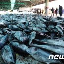 세종공동어시장