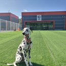 고쳐줄개 이미지