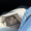 고양이 무마취미용 고미고미 화명점 | 부산 북구 반려묘 미용, 목욕, 발톱관리 추천 고양이 전문 미용샵 고양이무마취미용 고미고미 화명점