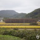 포항 발산리 모감주나무와 병아리꽃나무군락 이미지