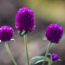 아마란스 이미지