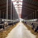 대안축산 이미지