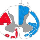 뇌공부 8 - 척수의 상행로와 하행로 1 이미지