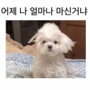 봉이네 족발 | 나나가 좋아하는 건 늘 한결같아서 변덕쟁이인 내겐 그런 것들이 너무 멋져 보였다