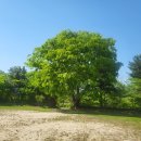 둔철산얼레지피는마을 이미지