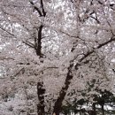 꽃보라개 이미지