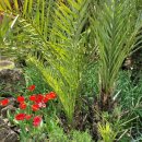 비블리아성서식물원 이미지