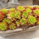 다육꽃세상 이미지