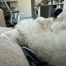 윌리독(wheeliedog) | What did you see?