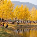 황금빛 가을이 흐르는 길, 문광저수지 은행나무길 이미지