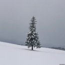 청바지투어 | 삿포로 3박4일 자유여행, 삿포로 패키지(비에이 투어) 후기