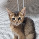 대전 고양이분양 퍼스트캣 대전점 이미지