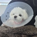 리츠펫 서산호수공원점 이미지