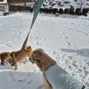 도그샤워 | 전남 무안 목포 애견동반 숙소 추천 굿나잇도그 독채 펜션