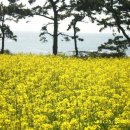 난드르 통나무집 이미지