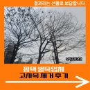 평택 벌목업체 고사목 제거 후기