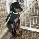 로열 퍼피샵 | 대형견 도베르만 핀셔 키우기, 집사의 리얼 후기와 현실 조언