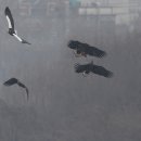 참수리 이미지