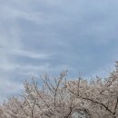 화랑유원지2주차장 입구 | 안산 화랑유원지 벚꽃 명소 추천, 실시간 개화 현황 (4월 5일)