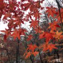 산정호수파크텔 | 포천 명성산 등산코스 주차장 단풍 등산시간 억새축제