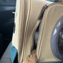 멍멍이를 부탁해 이미지