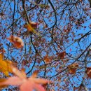 머슬프리덤 이미지