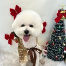 화사하개 이미지