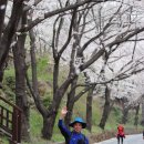 화개십리벚꽃길 이미지