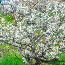 과수원길 이미지