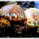 식용버섯의 종류와 사진 이미지