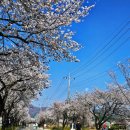 매원1리마을회관 | 왜관 매원 분홍소풍길/벚꽃길/투썸카페/한옥마을