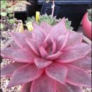 타우르스 이미지