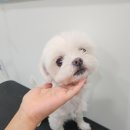 아지애견 이미지