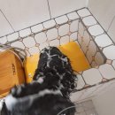 셀프 강아지 목욕탕 | 프리미엄 1인실 셀프 강아지목욕탕 리뷰 (애견미용 스트레스 해방)