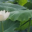 명당연향 이미지